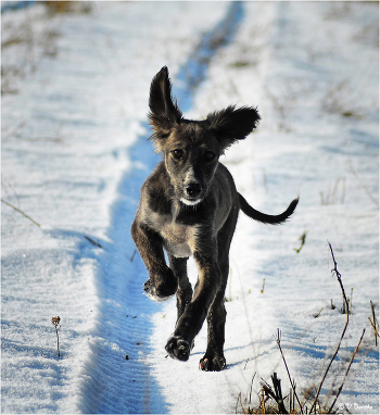 And hover ears like sails ...