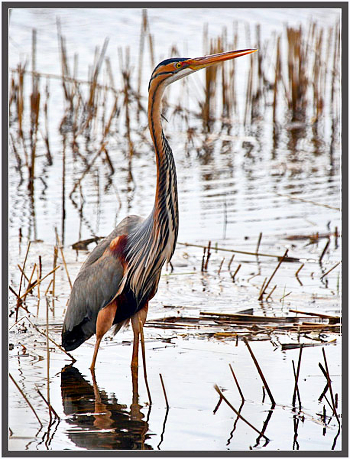 Redhead or imperial heron