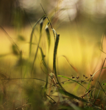 Between grasses
