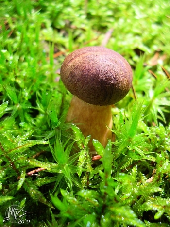 Boletus badius