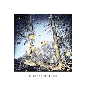Autumn