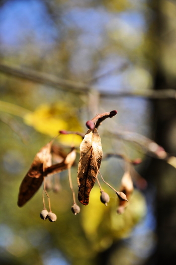 Autumn colors