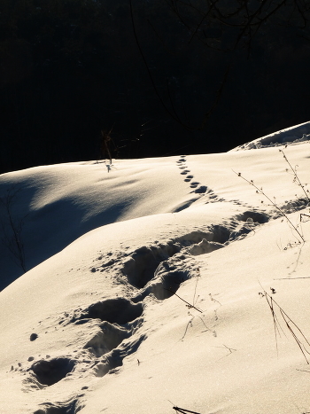 Footprints in the Snow