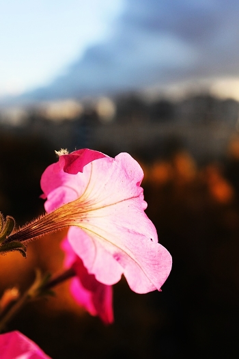 The last flower is also drawn to the sun