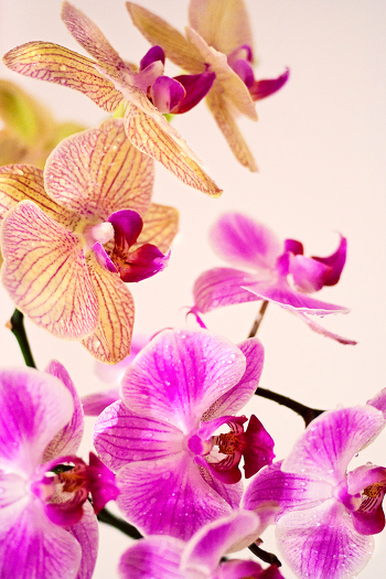 Orchid