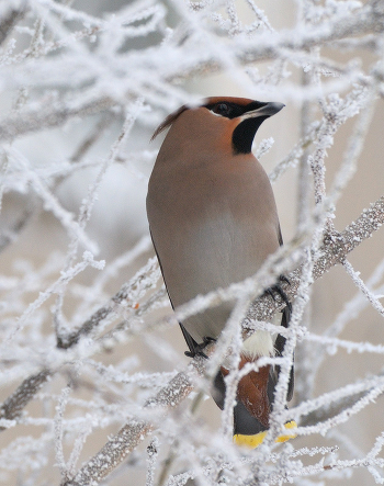 Winter handsome