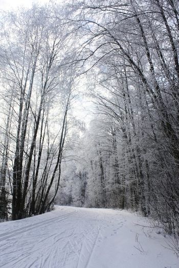 Forest trail