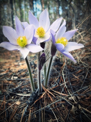 the smell of spring ..