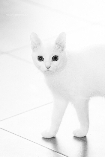 catboat