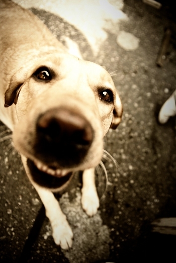 Cyabaka!)