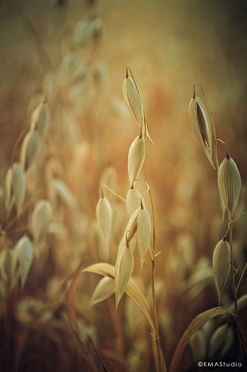 Oat