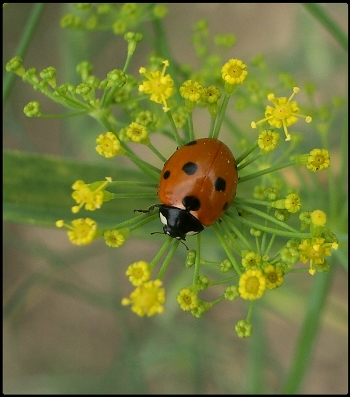 Dill Princess