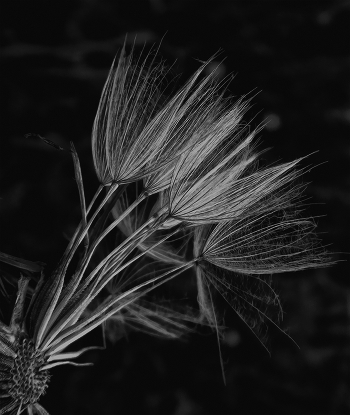 "Whisk"