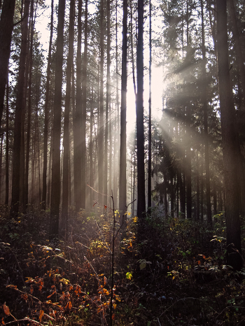 morning in the woods