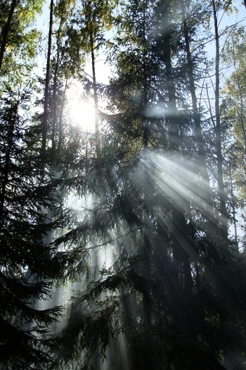 Sunlight
