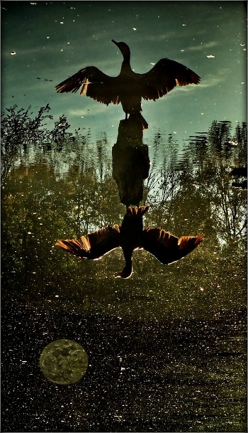 Cormoran bird dreamy .. 2