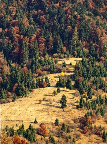 ... Raznotsvete forest ...
