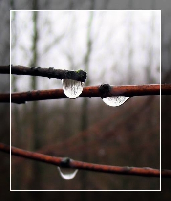 Weeping Autumn