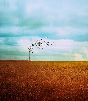 butterflies & hurricanes