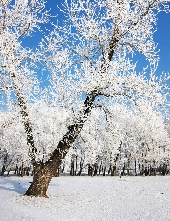 White on blue