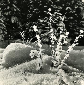 Flowers of Narnia ...