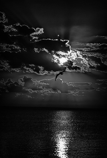 Petrel