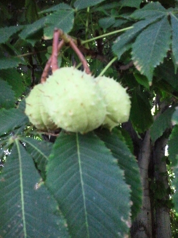 some strange fruit