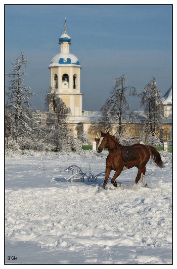 And at night I dream of a horse ...