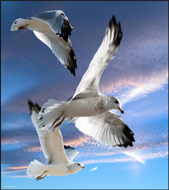 Three seagulls in flight