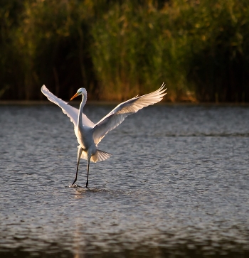A graceful landing.