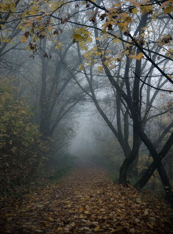 path for fall