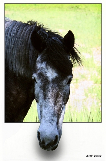 portrait of a sad horse