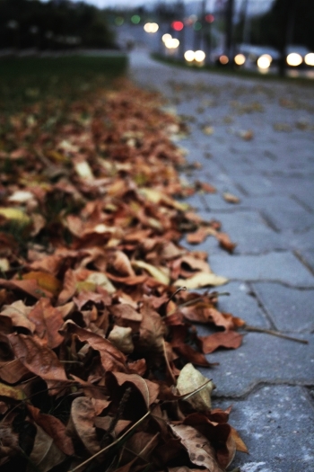 Deciduous medicine-2