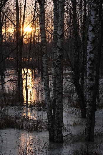 Beach frozen birch