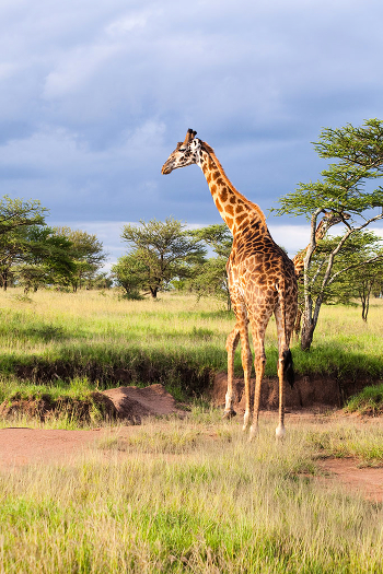 Giraffe