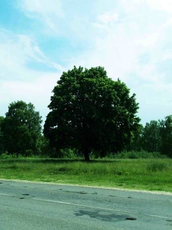 tree