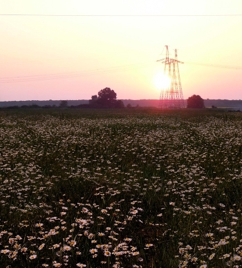 Sunset Gänseblümchen