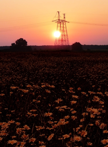 Red Daisies