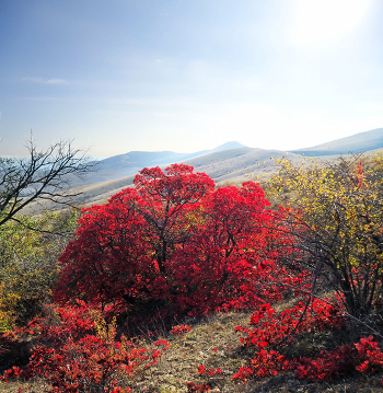 Autumn Tale of Cimmeria