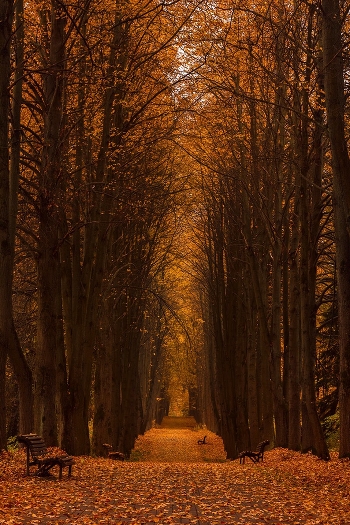 Leaf fall
