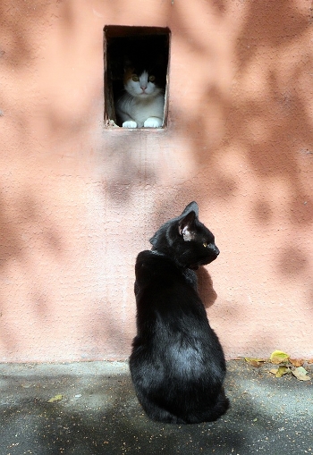 Cat, cat, look out the window!