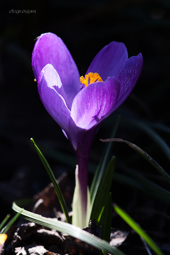 Spring beam