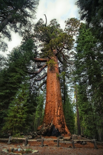 Grizzly Giant tree