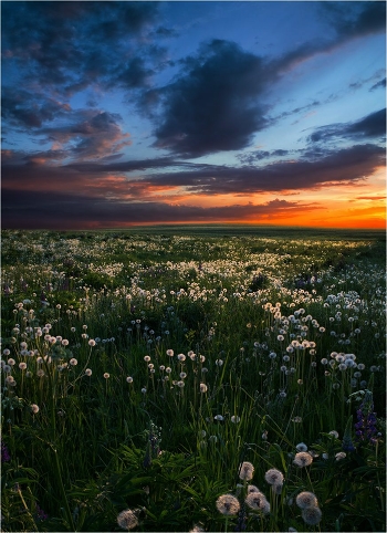 Dandelion field