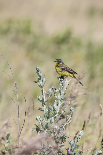 Yellow Wagtail