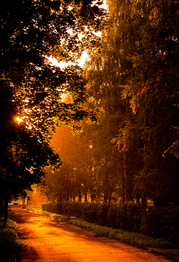 Morning in the park