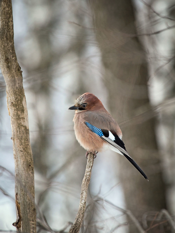 Jay felt sad. Until the spring is still far