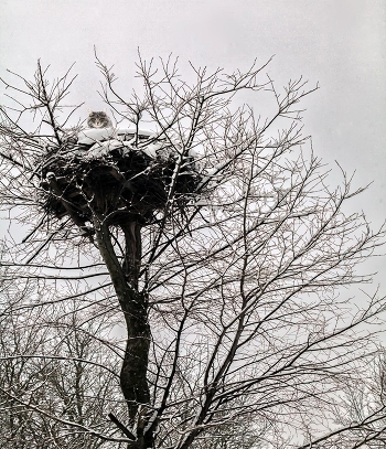 Good perched ...