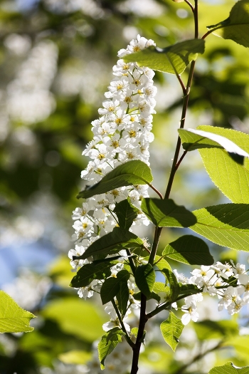 Bird-cherry tree