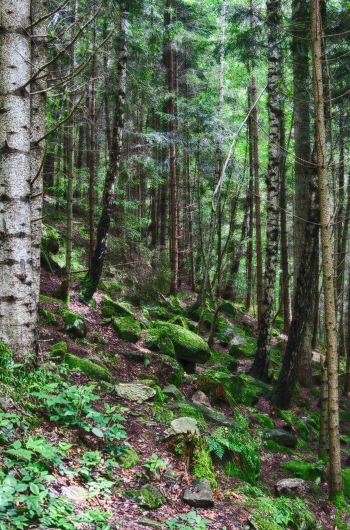 Enchanted forest
